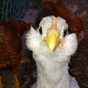 Meet your Posher, Jennie